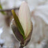 Magnolia stellata Royal Star - Future Forests