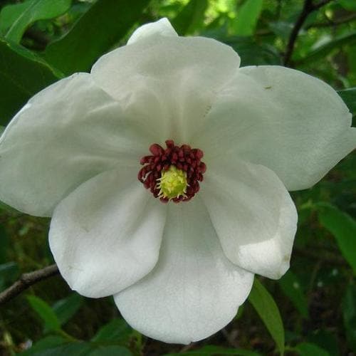 Magnolia wilsonii - Future Forests