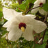 Magnolia wilsonii - Future Forests