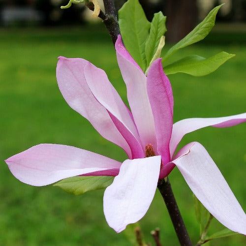 Magnolia Betty