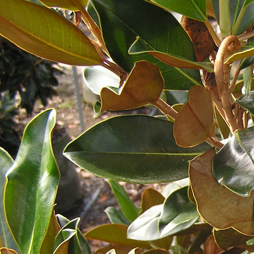 Magnolia grandiflora Little Gem