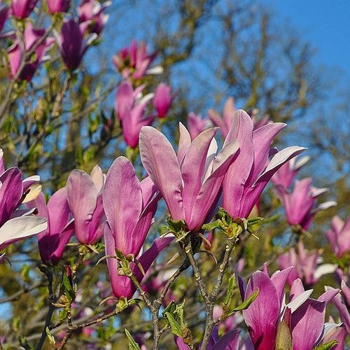 Magnolia liliiflora Nigra