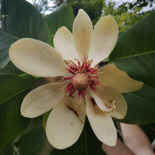 Magnolia obovata (syn. hypoleuca)