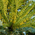 Mahonia x media Winter Sun