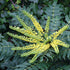 Mahonia x media Winter Sun