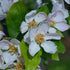 Malus x robusta Red Sentinel - Flowering Crab Apple - Future Forests
