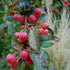 Malus x robusta Red Sentinel - Flowering Crab Apple - Future Forests