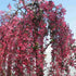 Malus Royal Beauty - Flowering Crabapple