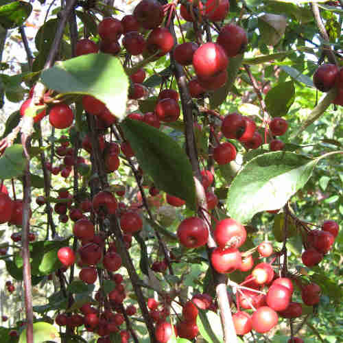 Malus Royal Beauty - Flowering Crabapple