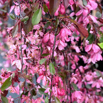 Malus Royal Beauty - Flowering Crabapple – Future Forests