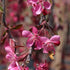 Malus Royal Beauty - Flowering Crabapple