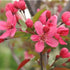 Malus Prairie Fire - Flowering Crab Apple - Future Forests