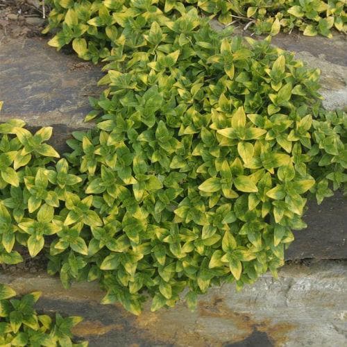 Oregano, Gold Tip variegated - Future Forests