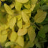 Marjoram, golden - Future Forests