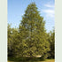 Metasequoia glyptrostroboides - Future Forests