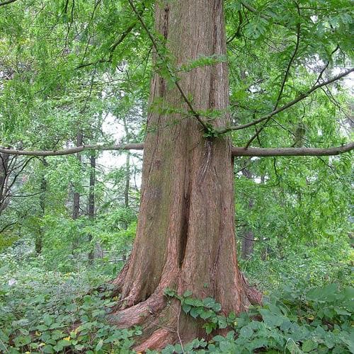 Metasequoia glyptrostroboides Gold Rush - Future Forests