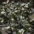 Michelia yunnanensis - Future Forests