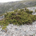 Microcachrys tetragona - Creeping Strawberry Pine - Future Forests