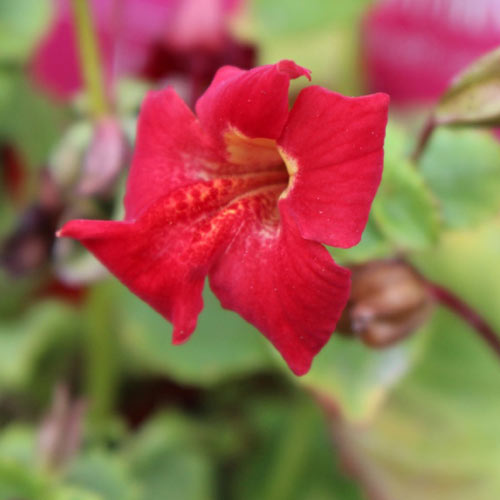 Mimulus cupreus Red Emperor