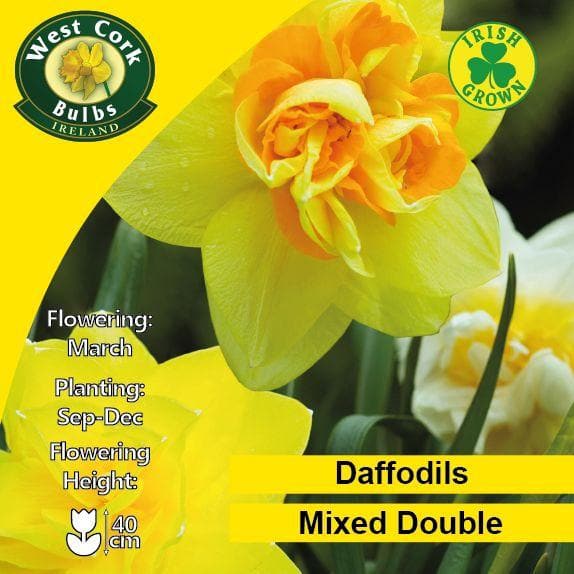 Daffodil - Mixed Double - Future Forests