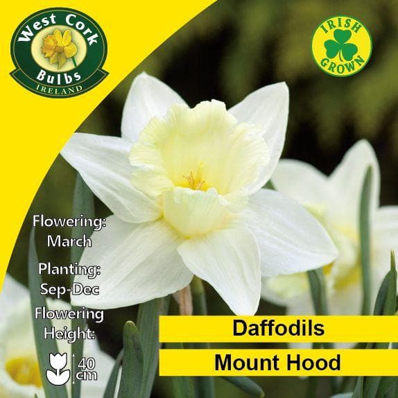 Daffodil Mount Hood - Future Forests