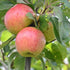 Apple Munster Tulip - Future Forests