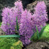 Muscari comosum Plumosum