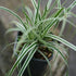 Carex oshimensis Everest