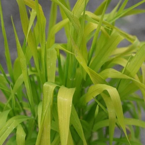 Phalaris arundinacea Pure Gold - Ribbon Grass