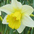 Daffodil Finland - Future Forests