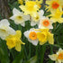 Narcissi - Mixed varieties - Future Forests