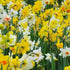 Narcissi - Mixed varieties - Future Forests