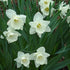 Narcissus ‘Mount Hood’ - Future Forests