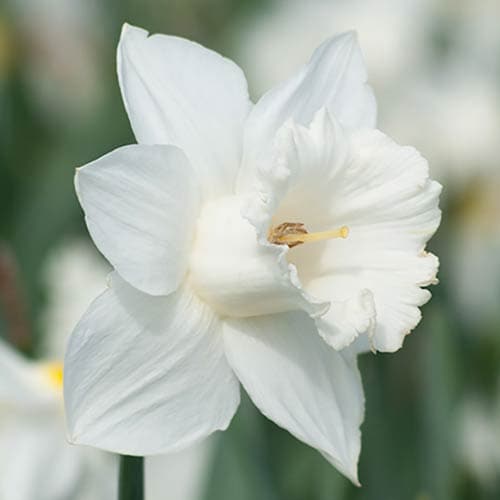 Narcissus ‘Mount Hood’ - Future Forests