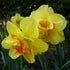 Narcissus ‘Tahiti’ - Future Forests
