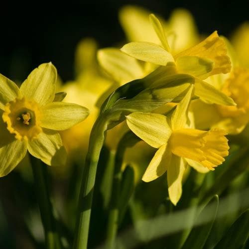 Narcissus ‘Tete-a-tete’ - Future Forests