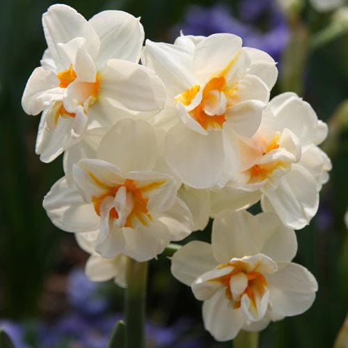 Daffodil Winston Churchill - Future Forests