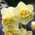 Narcissus ‘Yellow Cheerfulness’ - Future Forests
