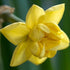Narcissus ‘Yellow Cheerfulness’ - Future Forests