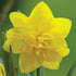 Narcissus ‘Golden Ducat’ - Future Forests