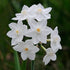 Daffodil Paper White 'Ziva' - Future Forests