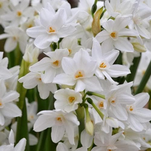 Daffodil Paper White 'Ziva' - Future Forests