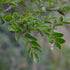 Nothofagus betuloides - Magellan's Beech - Future Forests