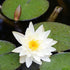 Nymphaea alba - Future Forests