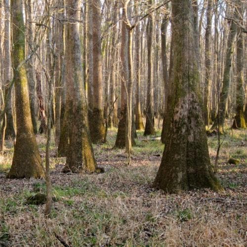 Nyssa aquatica - Water  Tupelo - Future Forests