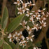 Olearia x oleifolia Waikariensis