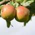 Apple Orleans Reinette - Future Forests