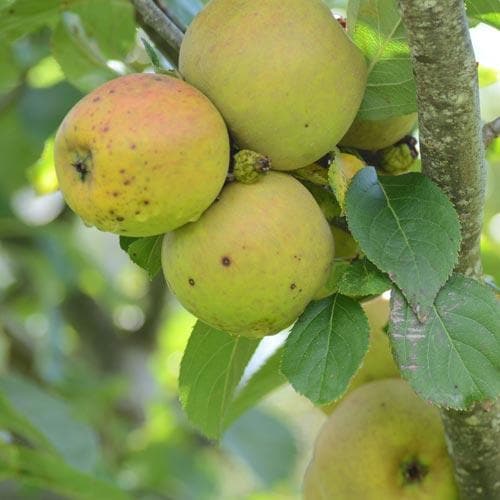Apple Orleans Reinette - Future Forests