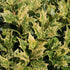 Osmanthus heterophyllus Goshiki