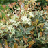 Osmanthus heterophyllus Tricolor